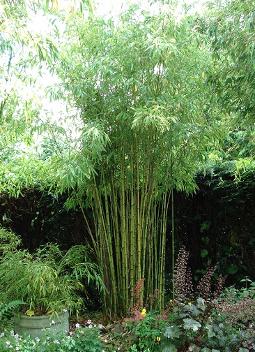 Phyllostachys bissetii